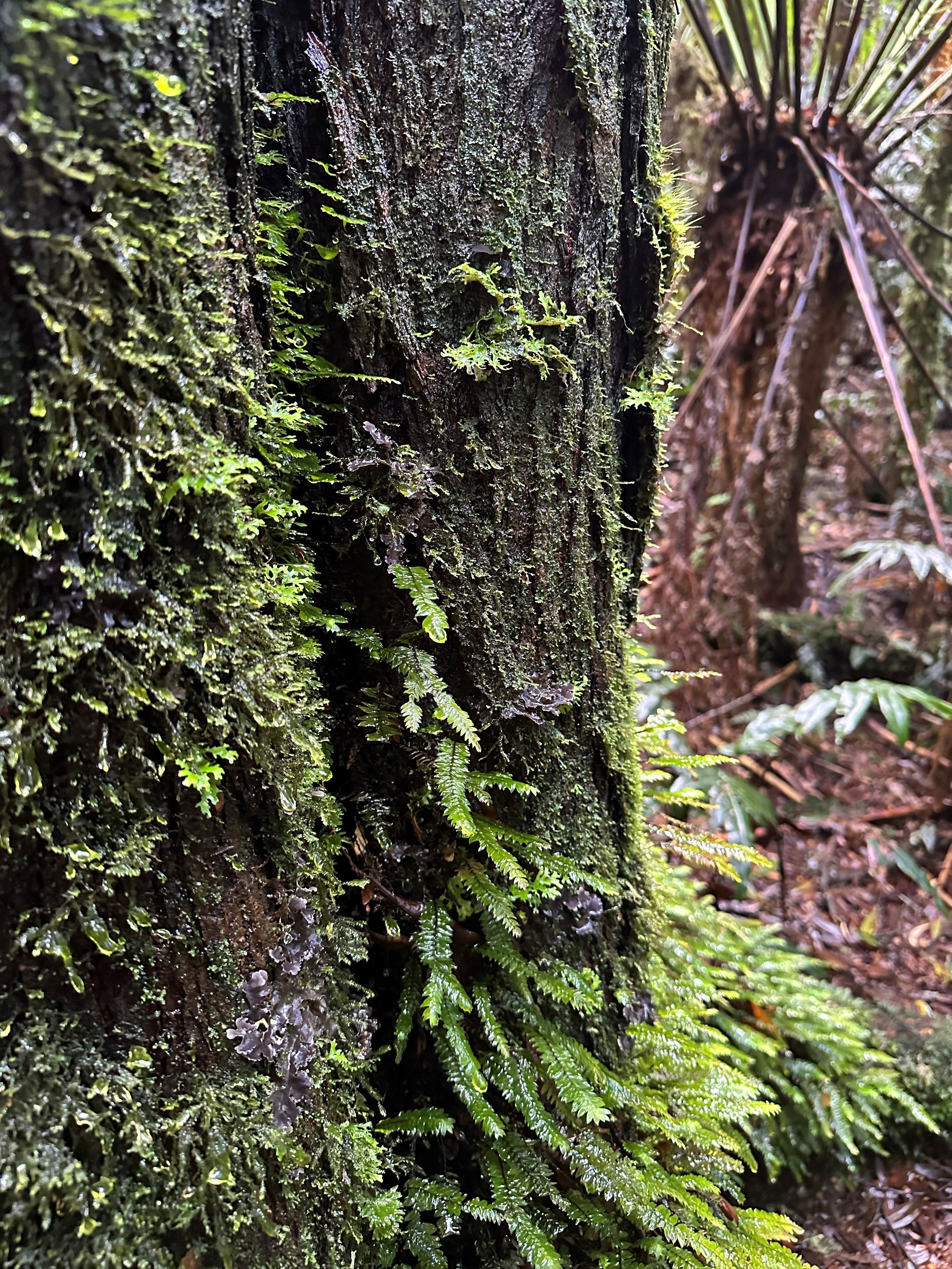 Rainforest Walks Are A Must See On The Great Ocean Road