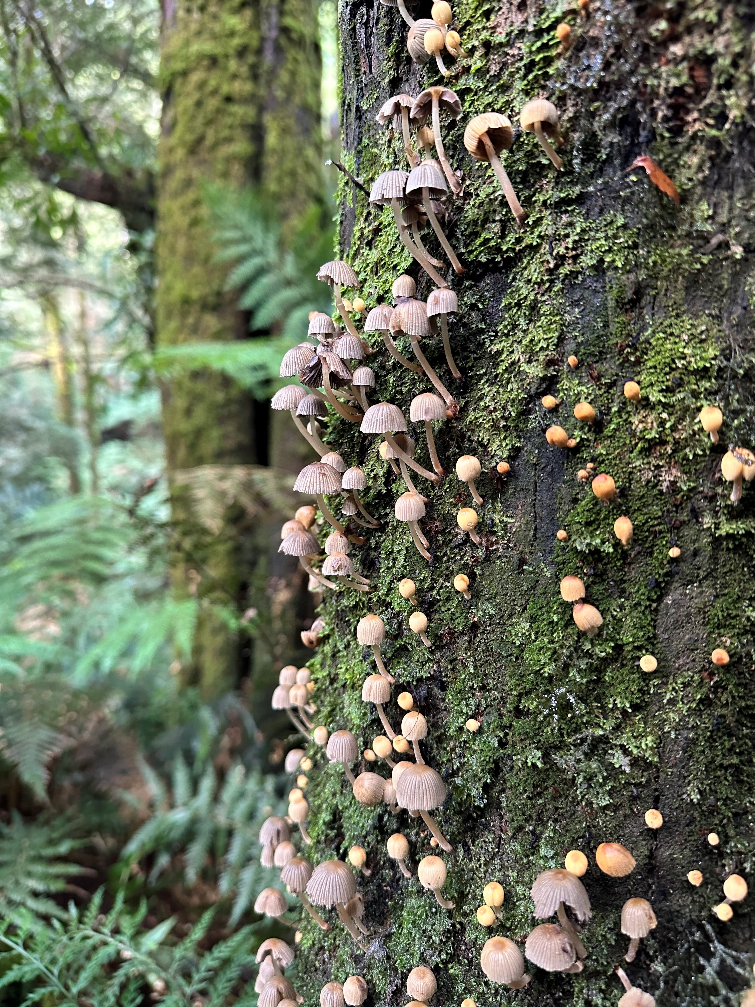 Stop And Enjoy The Flora On The Great Ocean Road